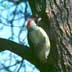 green woodpecker